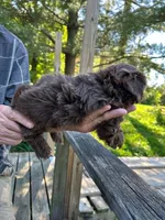 AKC Mocca, a male Shih Tzu for sale in Mountain View, MO – 3 of 4