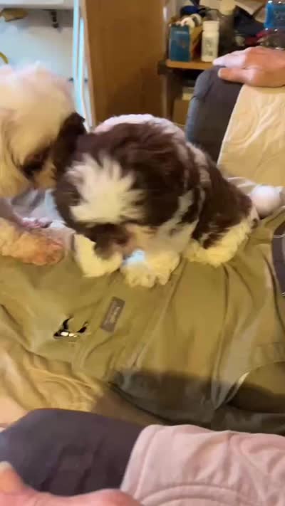 Chewy Monster (AKC), a male Shih Tzu for sale in Mountain View, MO – 3 of 7
