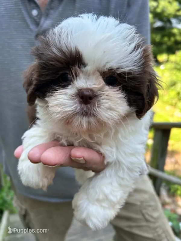 Red Sonja (AKC) – Shih Tzu puppy for sale in Mountain View, MO