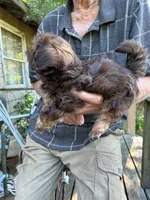 AKC Moose, a male Shih Tzu for sale in Mountain View, MO – 2 of 6