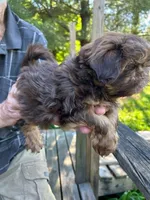 AKC Moose, a male Shih Tzu for sale in Mountain View, MO – 3 of 6