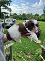 Chewy Monster (AKC), a male Shih Tzu for sale in Mountain View, MO – 2 of 7