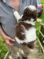Chewy AKC, a male Shih Tzu for sale in Mountain View, MO – 2 of 10