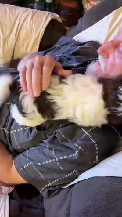 Little Miss Peaches (AKC), a female Shih Tzu for sale in Mountain View, MO – 4 of 7