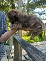 AKC Bean, a male Shih Tzu for sale in Mountain View, MO – 2 of 5