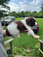 Chewy AKC, a male Shih Tzu for sale in Mountain View, MO – 3 of 10