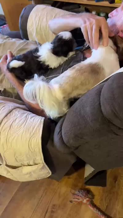 Alley Kat (AKC), a female Shih Tzu for sale in Mountain View, MO – 4 of 5