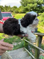 Alley (AKC), a female Shih Tzu for sale in Mountain View, MO – 4 of 10
