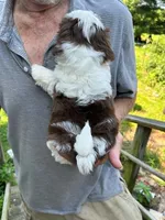 Sonya (AKC), a female Shih Tzu for sale in Mountain View, MO – 4 of 10