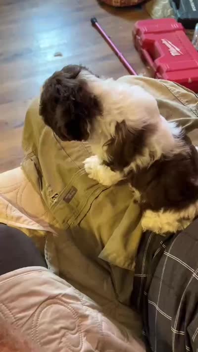 Chewy Monster (AKC), a male Shih Tzu for sale in Mountain View, MO – 7 of 7