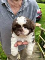 Chewy AKC, a male Shih Tzu for sale in Mountain View, MO – 7 of 10