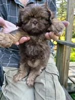 AKC Moose, a male Shih Tzu for sale in Mountain View, MO – 1 of 6