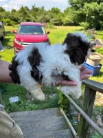 Little Miss Peaches (AKC), a female Shih Tzu for sale in Mountain View, MO – 3 of 7
