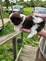 Zoe (AKC), a female Shih Tzu for sale in Mountain View, MO – 7 of 8