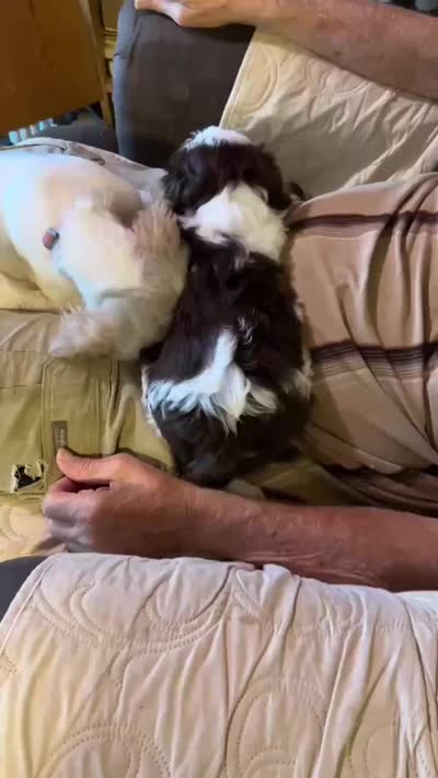 Little Miss Zoe (AKC), a female Shih Tzu for sale in Mountain View, MO – 4 of 7