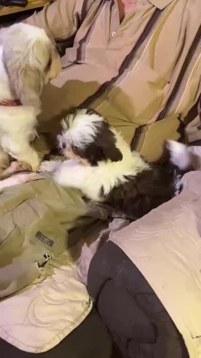 Red Sonja (AKC), a female Shih Tzu for sale in Mountain View, MO – 5 of 5