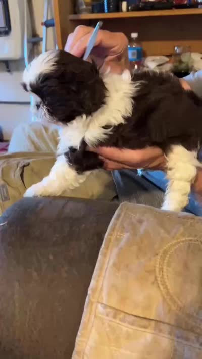 Alley (AKC), a female Shih Tzu for sale in Mountain View, MO – 7 of 10