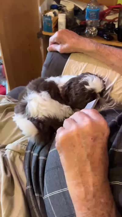 Chewy Monster (AKC), a male Shih Tzu for sale in Mountain View, MO – 6 of 7