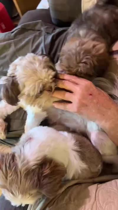 Niko (AKC price reduced), a male Shih Tzu for sale in Mountain View, MO – 6 of 7
