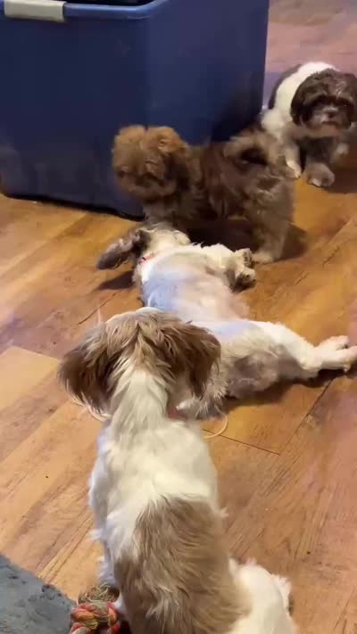 Niko (AKC price reduced), a male Shih Tzu for sale in Mountain View, MO – 4 of 7