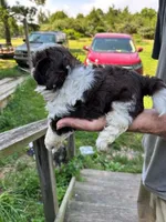 Alley (AKC), a female Shih Tzu for sale in Mountain View, MO – 8 of 10