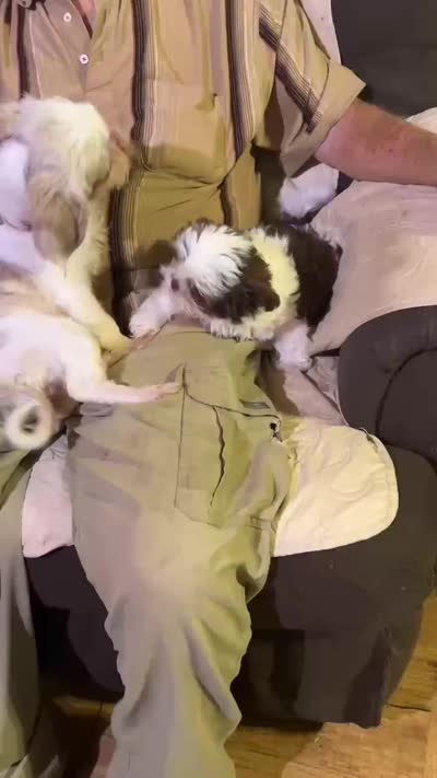 Red Sonja (AKC), a female Shih Tzu for sale in Mountain View, MO – 2 of 5