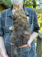 AKC Bean, a male Shih Tzu for sale in Mountain View, MO – 4 of 5