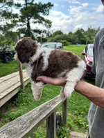 Chewy AKC, a male Shih Tzu for sale in Mountain View, MO – 6 of 10
