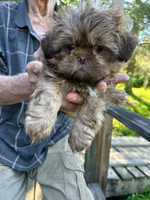 AKC Bean, a male Shih Tzu for sale in Mountain View, MO – 3 of 5