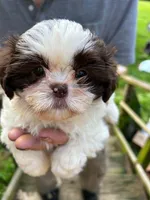 Zoe (AKC), a female Shih Tzu for sale in Mountain View, MO – 2 of 8