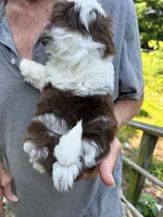 Sonya (AKC), a female Shih Tzu for sale in Mountain View, MO – 8 of 10