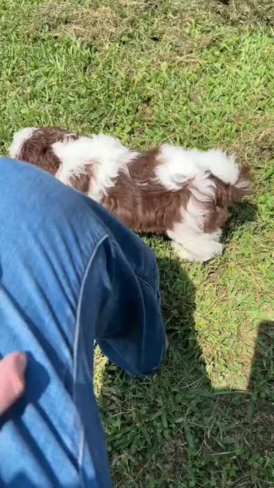 Chewster (AKC) new video, a male Shih Tzu for sale in Mountain View, MO – 3 of 6