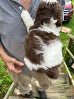 Chewy AKC, a male Shih Tzu for sale in Mountain View, MO – 8 of 10
