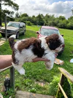 Zoe (AKC), a female Shih Tzu for sale in Mountain View, MO – 5 of 8