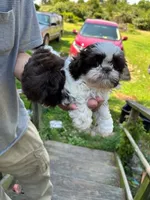 Alley (AKC), a female Shih Tzu for sale in Mountain View, MO – 5 of 10