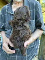 AKC Mocca, a male Shih Tzu for sale in Mountain View, MO – 4 of 4