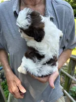 Peaches (AKC), a female Shih Tzu for sale in Mountain View, MO – 6 of 7