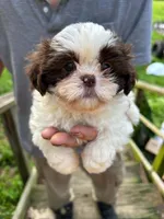 Zoe (AKC), a female Shih Tzu for sale in Mountain View, MO – 3 of 8