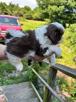 Sonya (AKC), a female Shih Tzu for sale in Mountain View, MO – 6 of 10