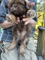 AKC Moose, a male Shih Tzu for sale in Mountain View, MO – 4 of 6