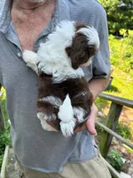 Sonya (AKC), a female Shih Tzu for sale in Mountain View, MO – 9 of 10