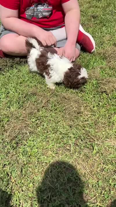 Chewster (AKC) new video, a male Shih Tzu for sale in Mountain View, MO – 5 of 6