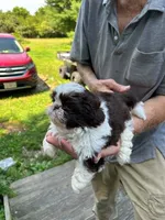Alley (AKC), a female Shih Tzu for sale in Mountain View, MO – 6 of 10