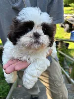 Peaches (AKC), a female Shih Tzu for sale in Mountain View, MO – 2 of 7