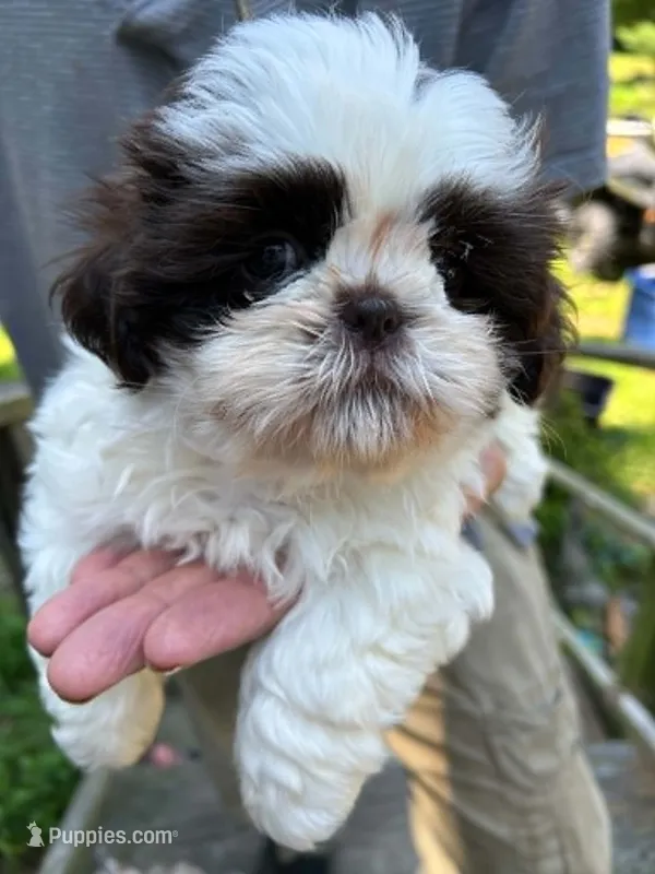 Peaches (AKC) – Shih Tzu puppy for sale in Mountain View, MO