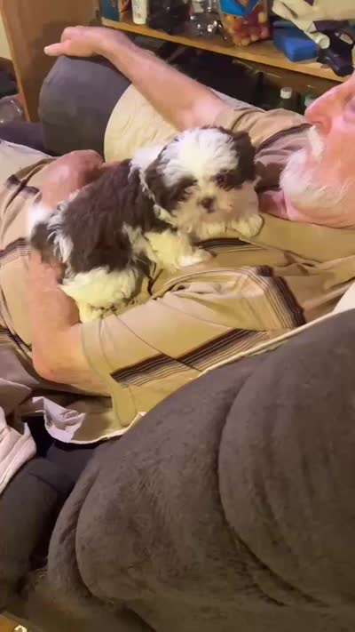 Red Sonja (AKC), a female Shih Tzu for sale in Mountain View, MO – 4 of 5