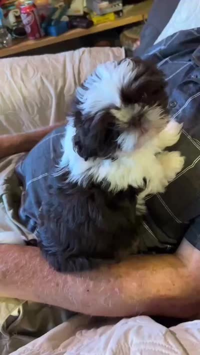 Alley Kat (AKC), a female Shih Tzu for sale in Mountain View, MO – 5 of 5