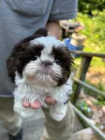 Alley (AKC), a female Shih Tzu for sale in Mountain View, MO – 1 of 10