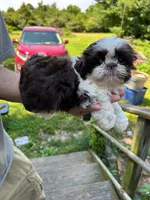Alley (AKC), a female Shih Tzu for sale in Mountain View, MO – 10 of 10