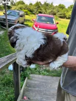 Sonya (AKC), a female Shih Tzu for sale in Mountain View, MO – 3 of 10